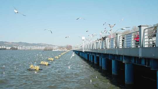 红嘴鸥海埂海鸥候鸟昆明人与自然