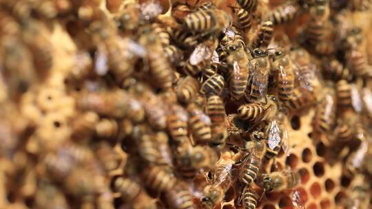 蜜蜂采蜜视频素材模板下载