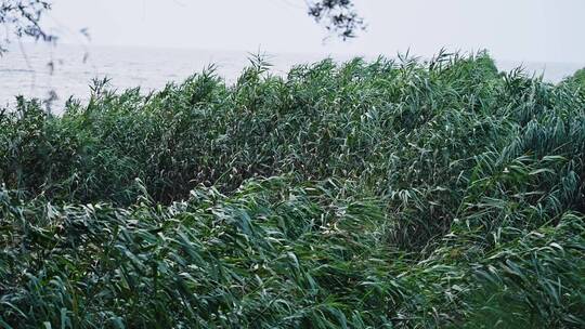 海边湖边随风飘舞的芦苇