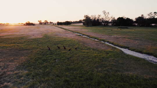 澳大利亚内陆日落时分，雄伟的袋鼠在草原上
