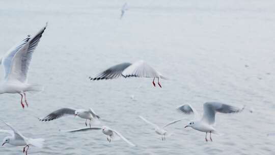 海鸥海鸟在海边自由飞翔慢动作升格