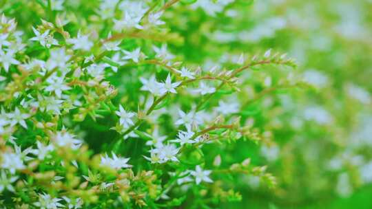 春天雨中的小白花慢镜头