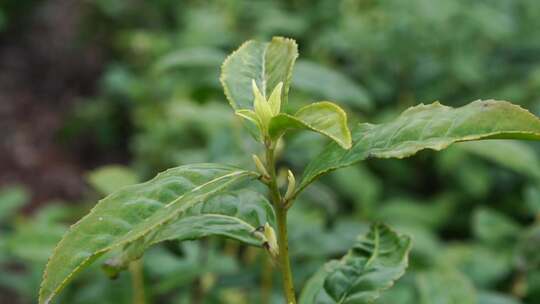 茶叶 茶 品茶 采茶制茶 茶山 摘茶