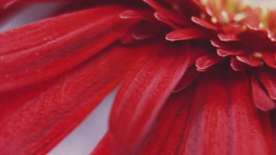 特写鲜红色大红色菊花非洲菊视频素材模板下载