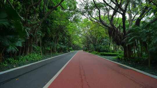 森林公园跑道自行车绿道林荫大道林间小路