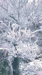 冬天冬日小雪大雪节气下雪风景唯美雪景