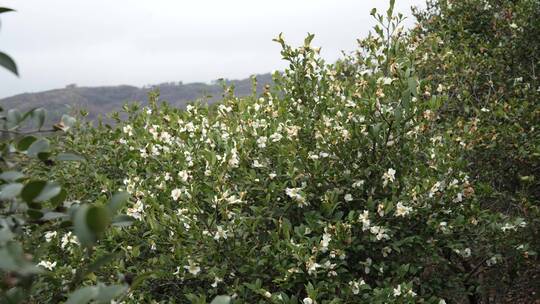 茶花茶树山茶籽茶油农业