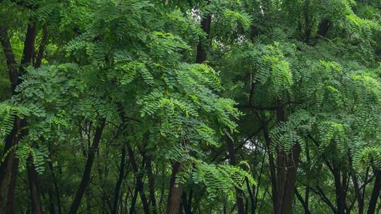 树林雨后清晨