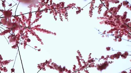 盛开的红梅花朵绽放视频素材模板下载