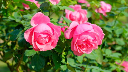 春天 玫瑰花 月季花 花朵 鲜花 花园 春天