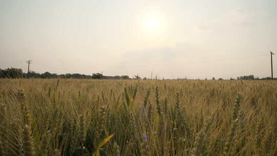 秋天农村田野阳光洒在小麦上