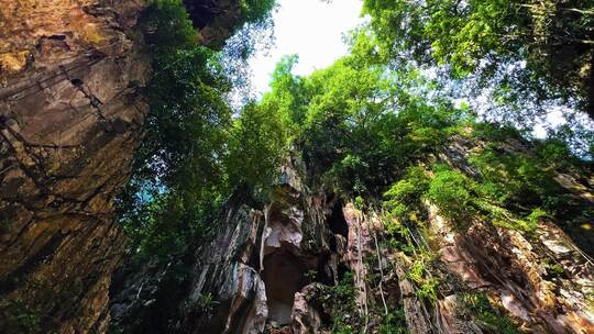 奇观塘石灰岩石阵上优雅的树木和藤蔓景观