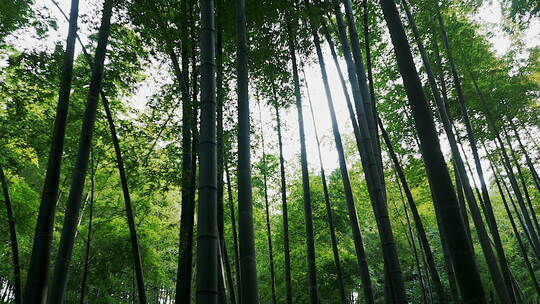 蜀南竹海竹林风景