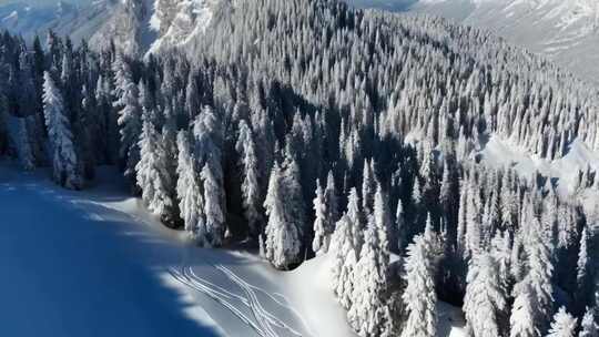 航拍冬季雪覆盖的森林景观