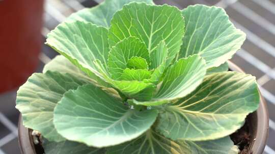 甘蓝 羽衣甘蓝 圆叶甘蓝 绿色甘蓝 观赏甘蓝