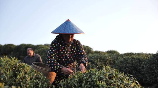 杭州西湖龙井茶园采茶