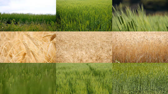 小麦麦田麦浪麦子成熟麦穗青麦