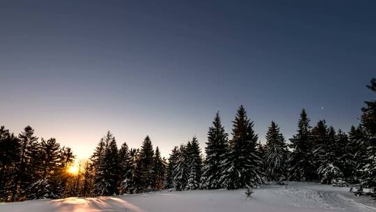 冬日森林里黎明时分的极光