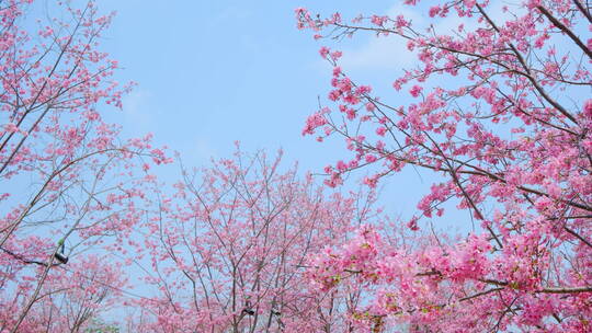 樱花树林春暖花开满树开满鲜花