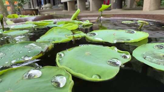 雨水打在浮萍上