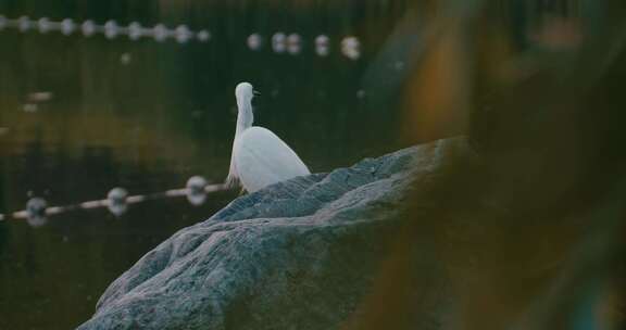 湖边石头上的白鹭