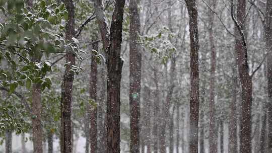 寒冷冬天公园里大雪中的树木空境升格