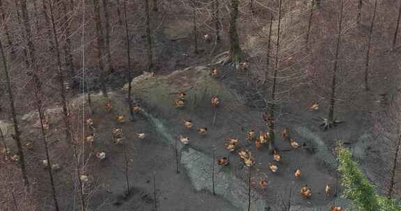 高山竹林山林生态养鸡场航拍