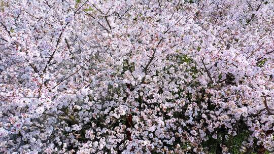 春天的樱花温馨洁白明亮花瓣花朵鲜花视频素材模板下载