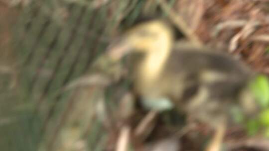 四川成都白天竹林中的鸭群视频素材模板下载