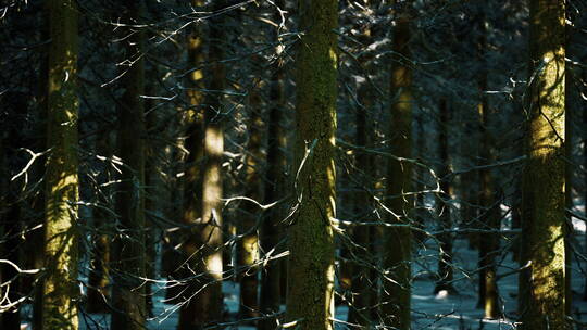阳光照耀下的森林视频素材模板下载