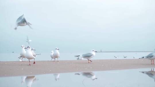 冬天波罗的海海边的海鸥02
