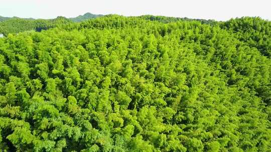 竹海 竹林 竹子 生态 风景 竹叶