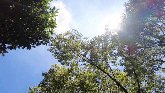 夏天阳光穿过树林树叶子自然风景视频素材