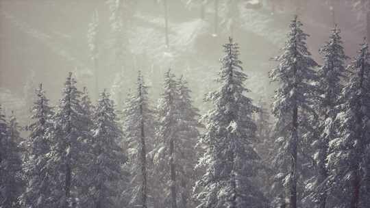 冬季积雪覆盖的山腰锥形树