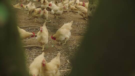 土鸡养殖基地19视频素材模板下载
