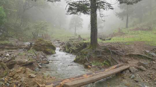 山茶树山茶果视频宣传片素材