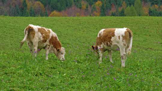 奥地利圣沃尔夫冈萨尔茨卡默古特地区阿尔卑斯山的奶牛高清在线视频素材下载