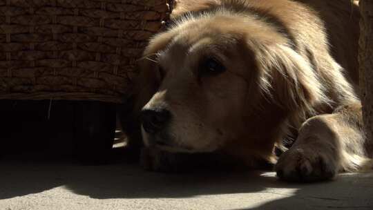 趴在地上晒太阳的金毛犬视频素材模板下载