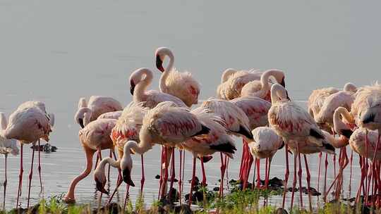 湖边聚集的火烈鸟群