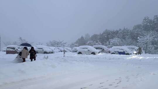 冷雪木灯