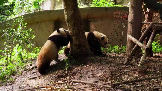 四川成都动物园内打闹的熊猫