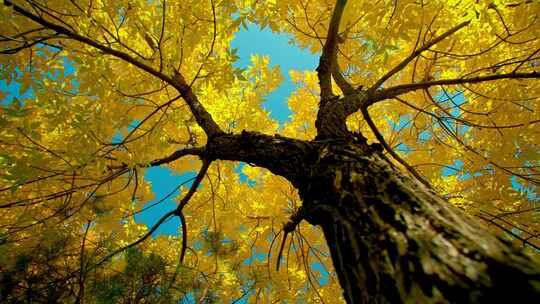 秋天大树金色树叶特写