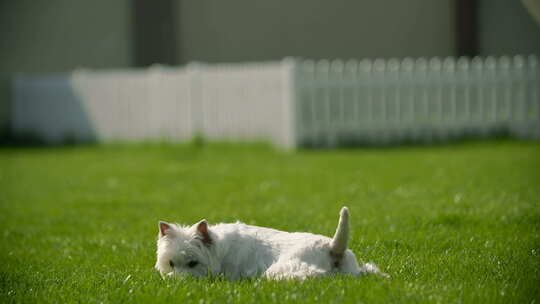狗躺在草地上