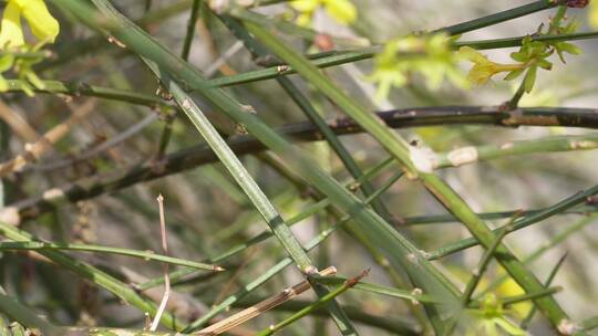 【镜头合集】北京植物园迎春花微距特写