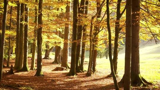 秋天森林里阳光明媚的一天