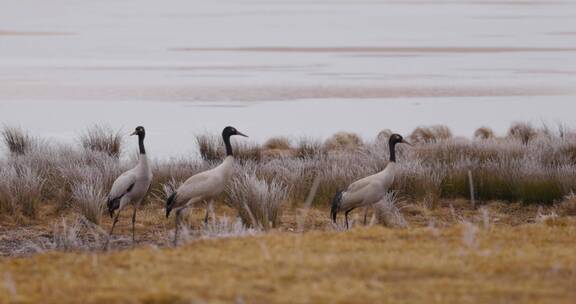冬季云南会泽高原湿地上成群的黑颈鹤