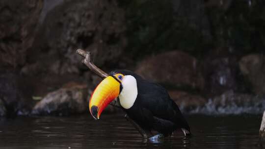 热带雨林亚马逊河中异国情调的Toco Toucan带喙冷却头，特写