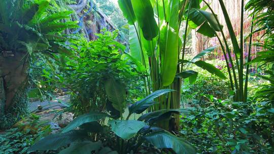 南宁青秀山荫生植物园