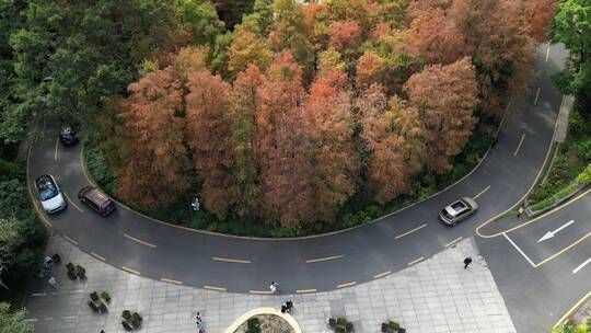 深圳仙湖植物园落羽杉