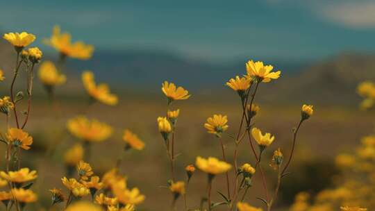 死亡谷，野花，加州，沙漠花